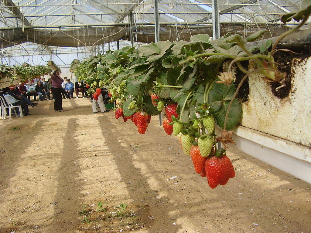 Israel strawberries in greenhouse